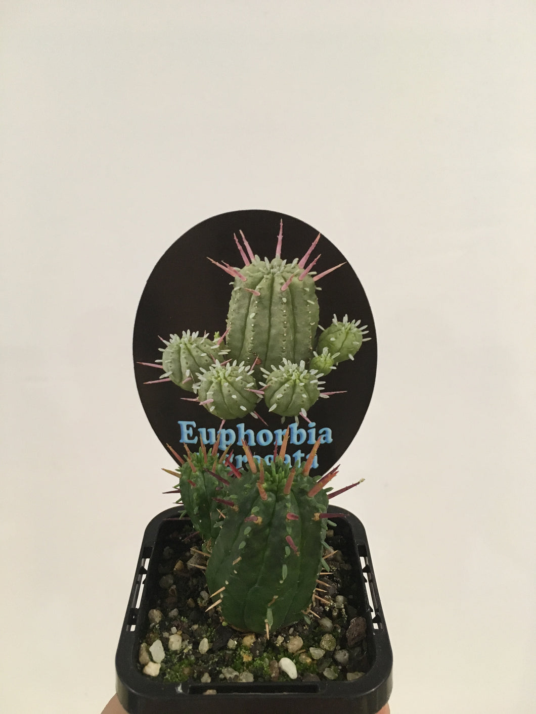 Euphorbia aggregata in 7cm