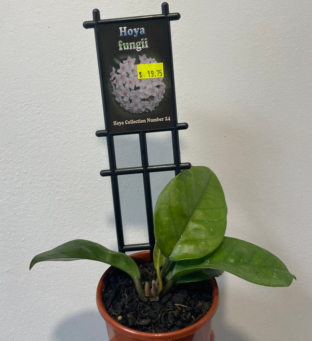 Hoya fungii in 10cm