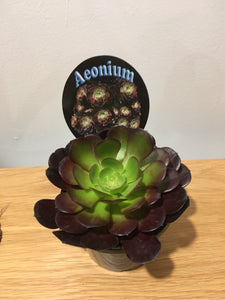 Aeonium Velour in 12cm pot