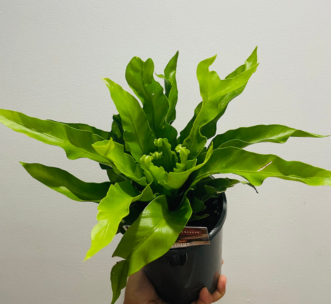 Bird’s nest fern in 14cm pot