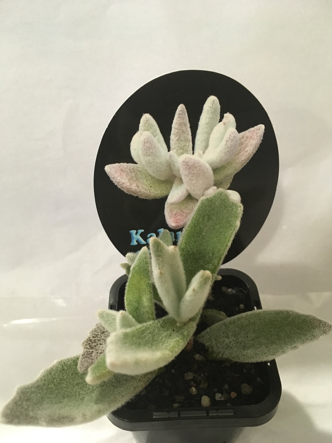 Kalanchoe eriophylla in 7cm pot