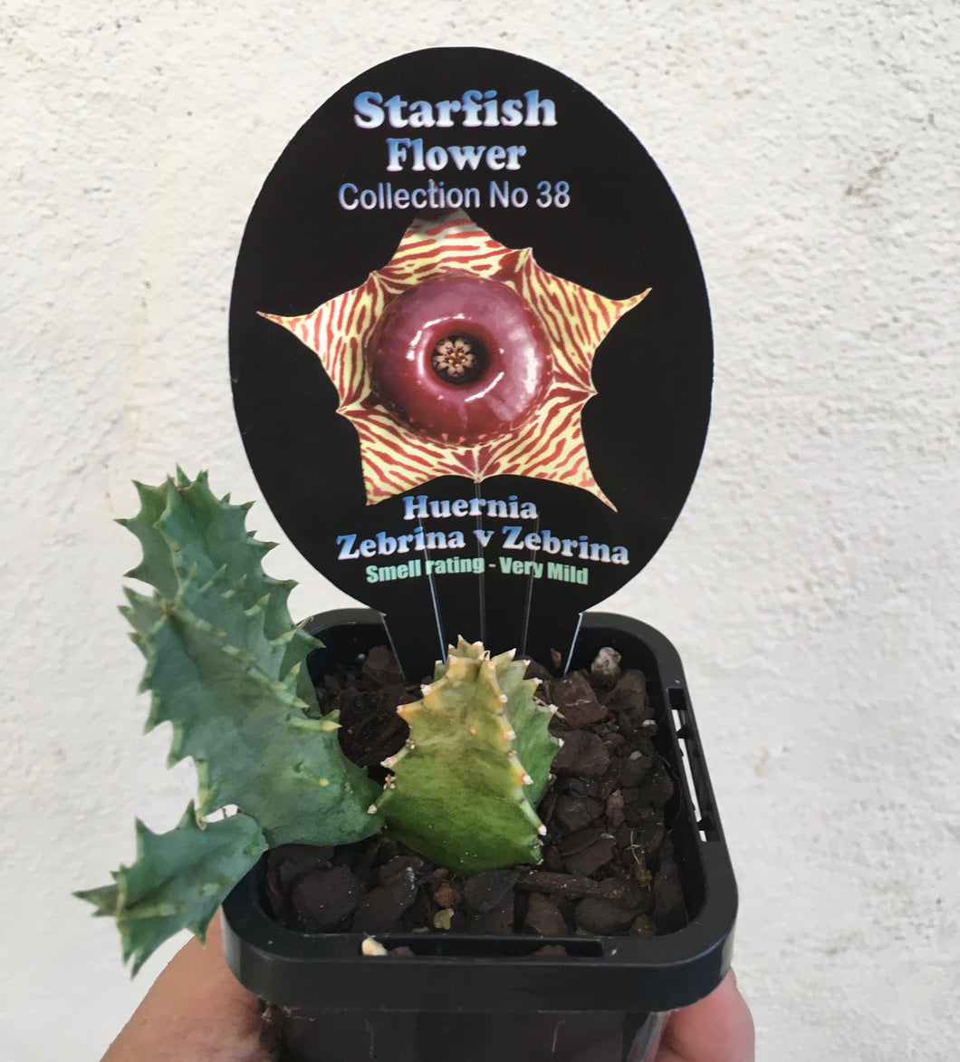 Starfish - Huernia zebrina v zebrina in 7cm pot