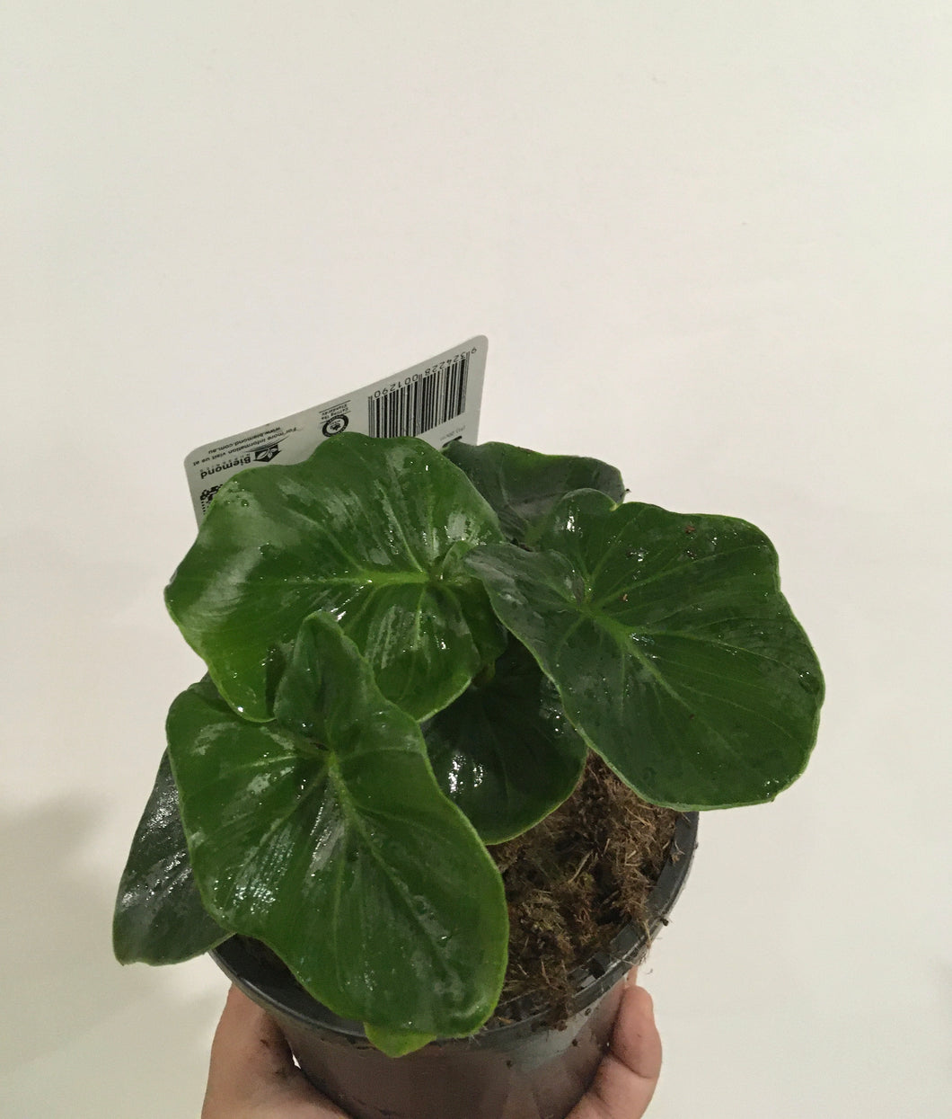 Philodendron Selloum super atom in 13cm pot