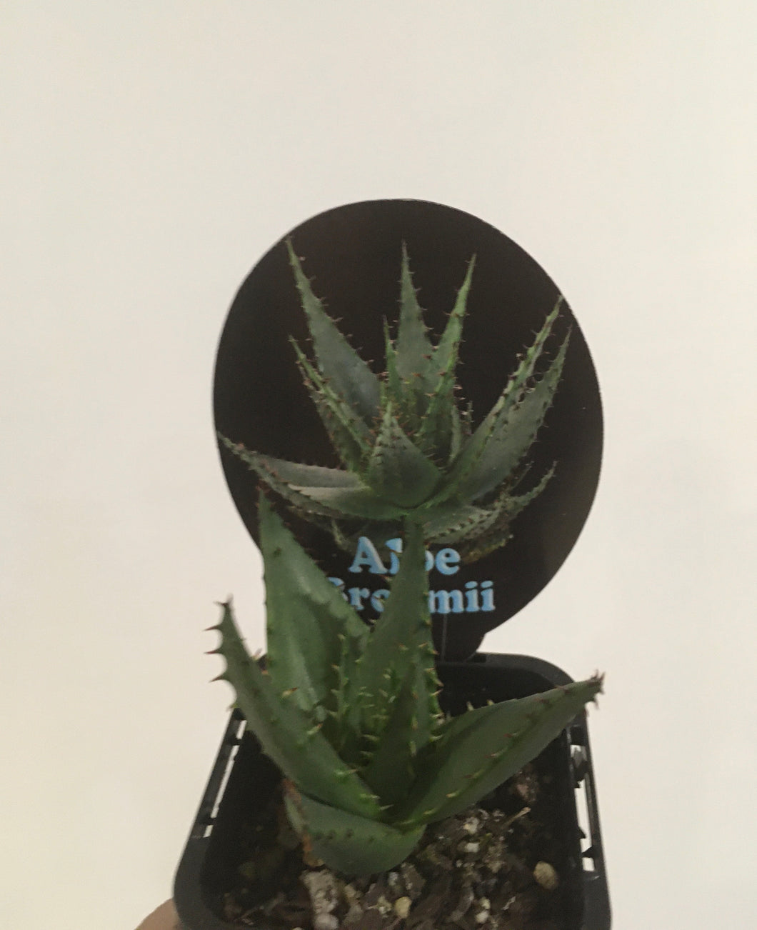 Aloe broomii in 7cm pot