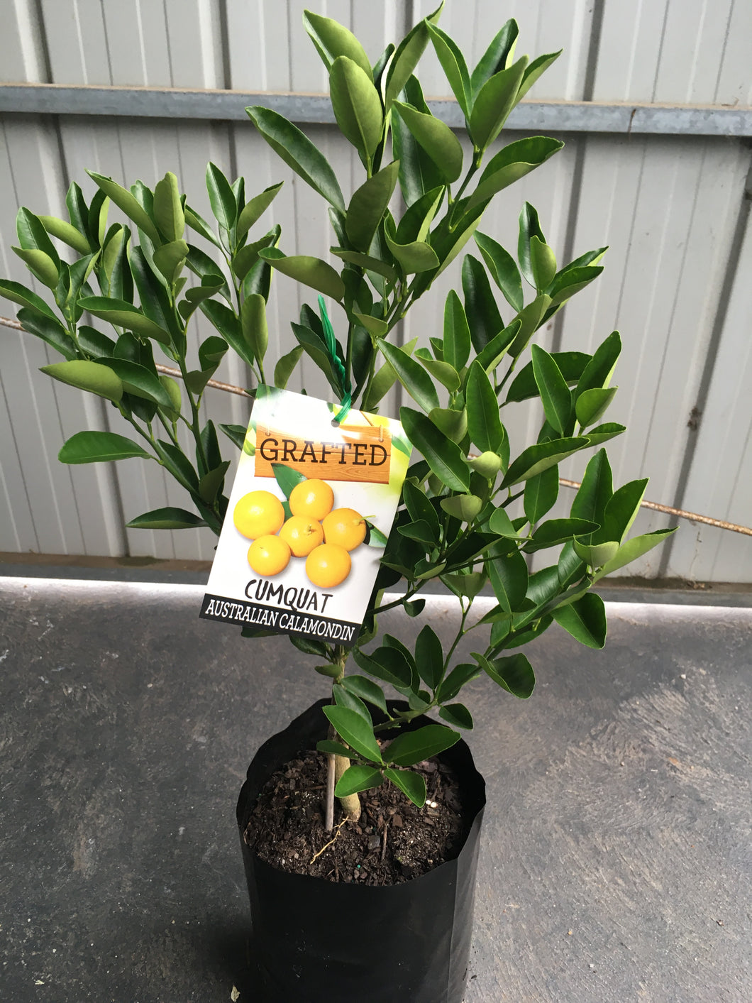 Grafted cumquat calamondin