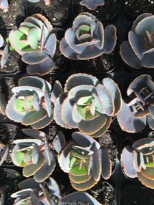 Kalanchoe Blue (to confirm name) in 7cm pot