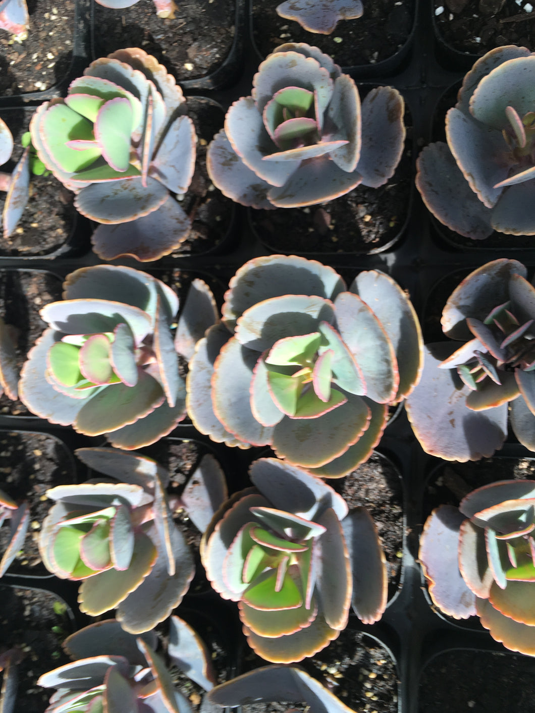 Kalanchoe Blue (to confirm name) in 7cm pot