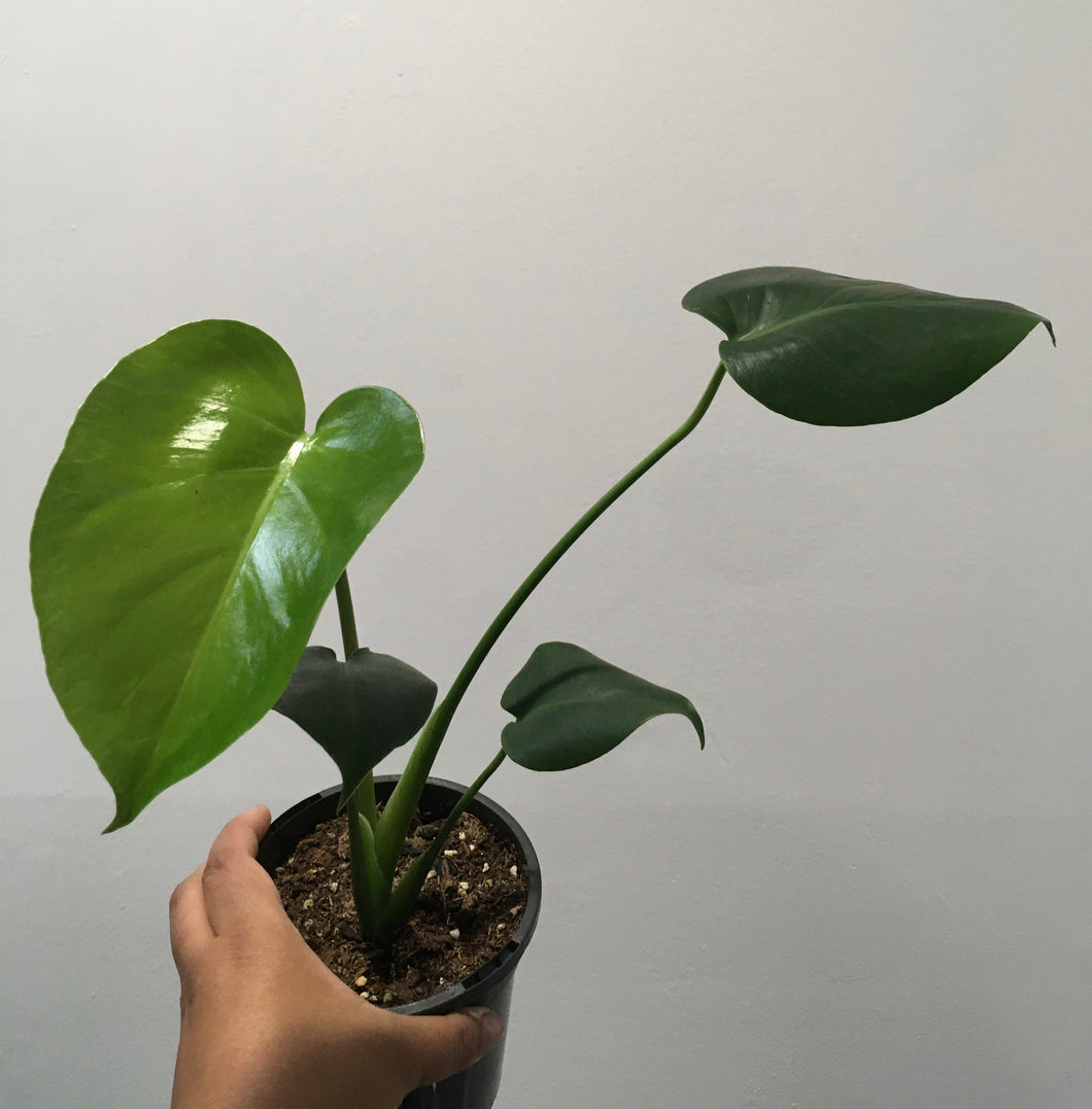 Monstera deliciosa - home grown 13cm