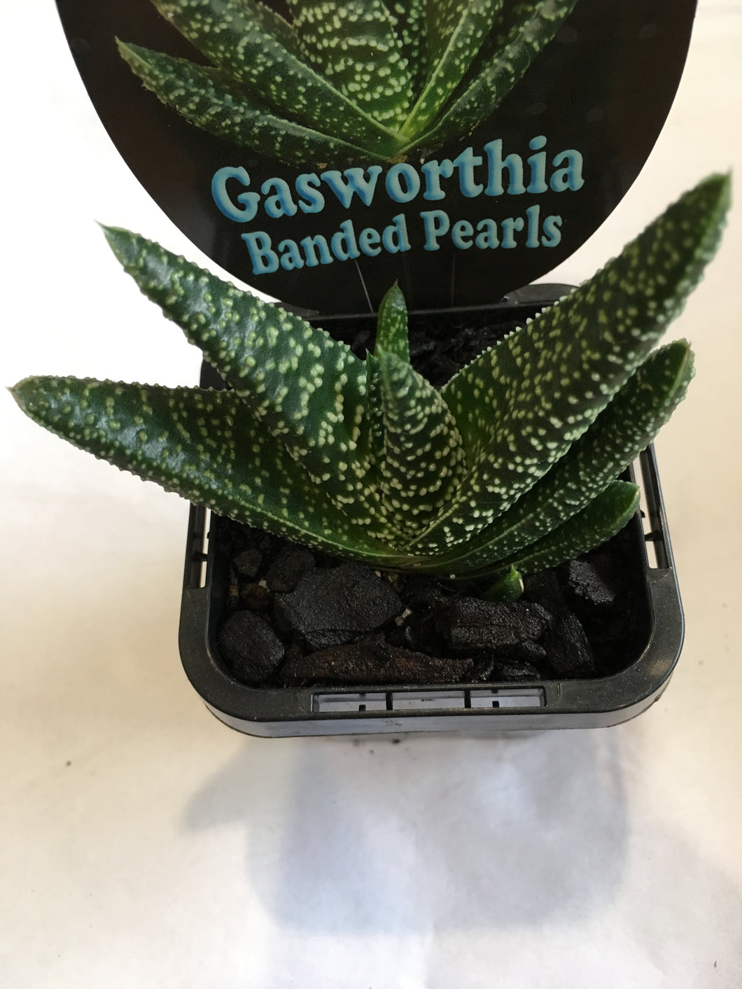 Gasworthia Banded Pearls in 7cm pot