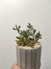 Load image into Gallery viewer, Succulent arrangement in decorative 9cm pot
