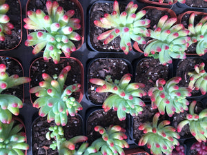 Sedum pachyphyllum or blue jelly beans in 7.5cm pot