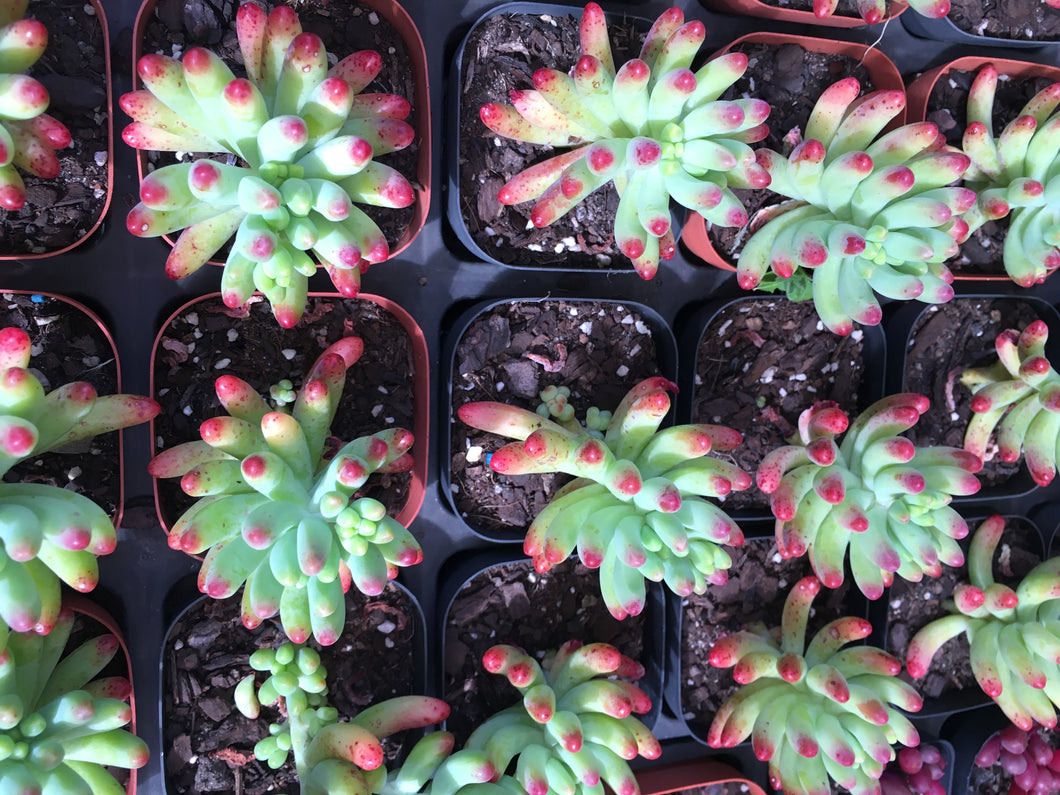 Sedum pachyphyllum or blue jelly beans in 7.5cm pot