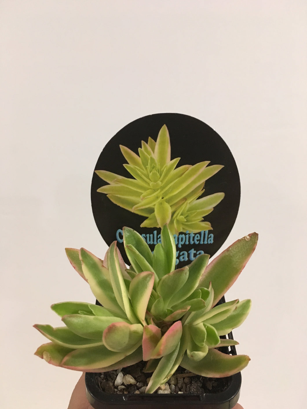 Crassula capitella Variegata in 7cm pot