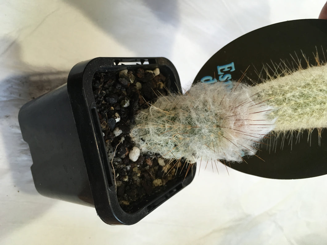 Espostoopsis dybowskii in 7cm pot