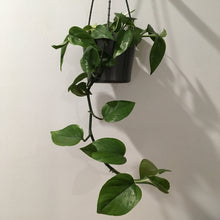 Load image into Gallery viewer, Pothos or Devil’s Ivy in 15cm pot
