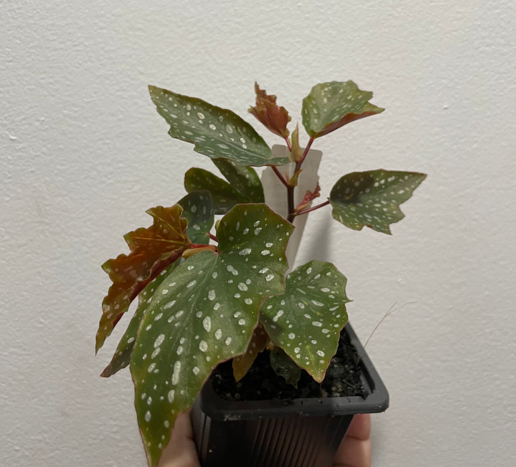 Begonia medora in 7.5cm pot