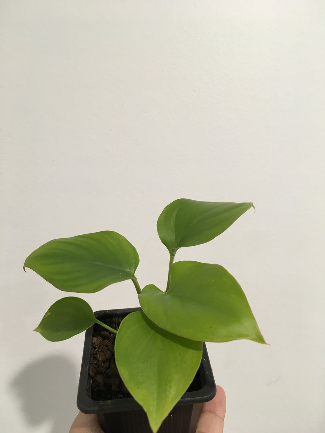 Homalomena Maggy in 7.5cm pot