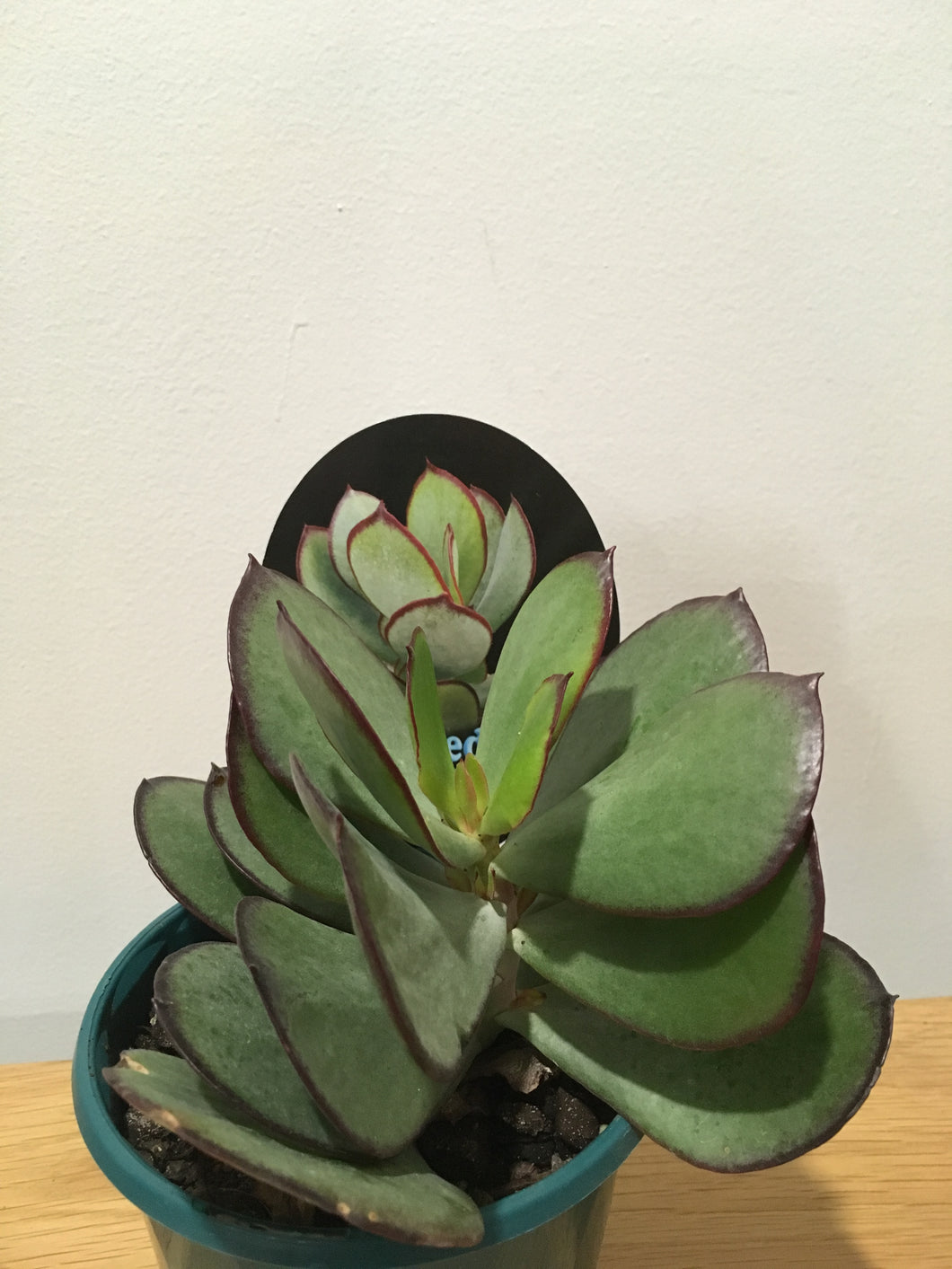 Cotyledon Ruby Lips in 13cm pot