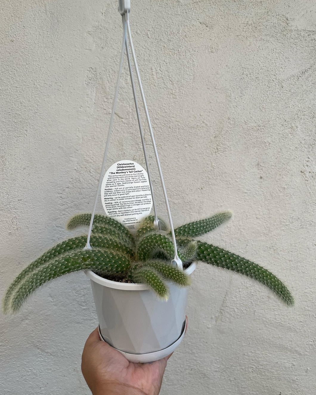 Monkey Tail Cactus in 13cm pot