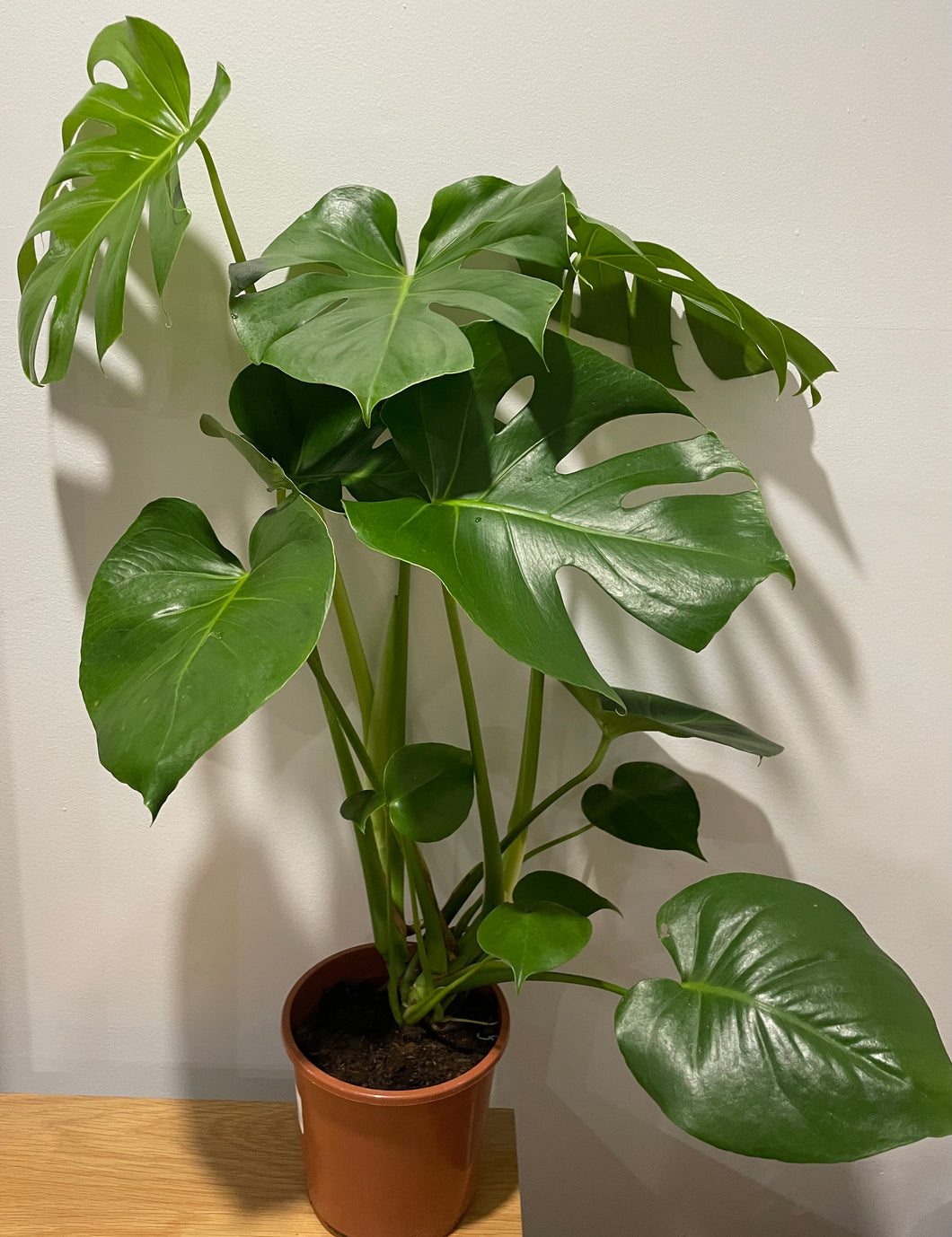 Monstera deliciosa in 17cm pot - good size