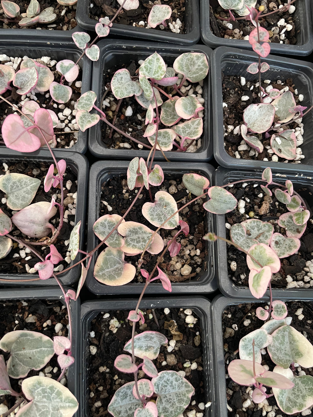 Variegated chain of hearts in 7cm pot