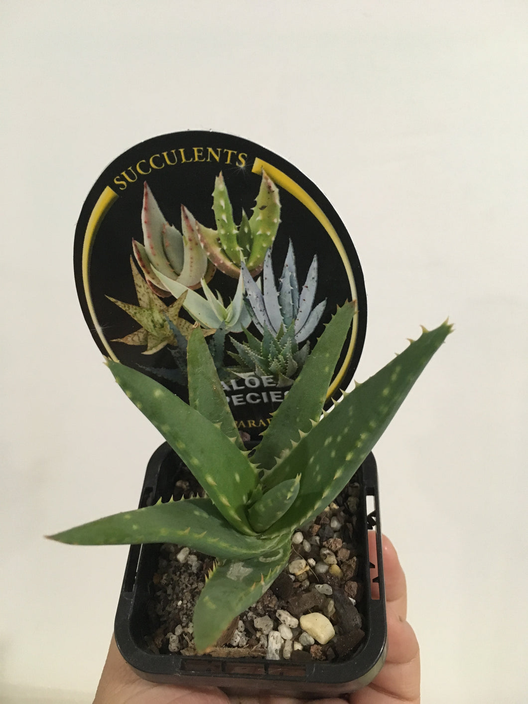 Aloe species in 7cm pot