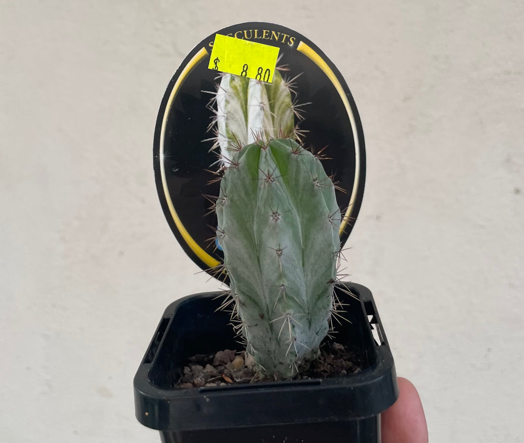 Polaskia chichipe in 7cm pot