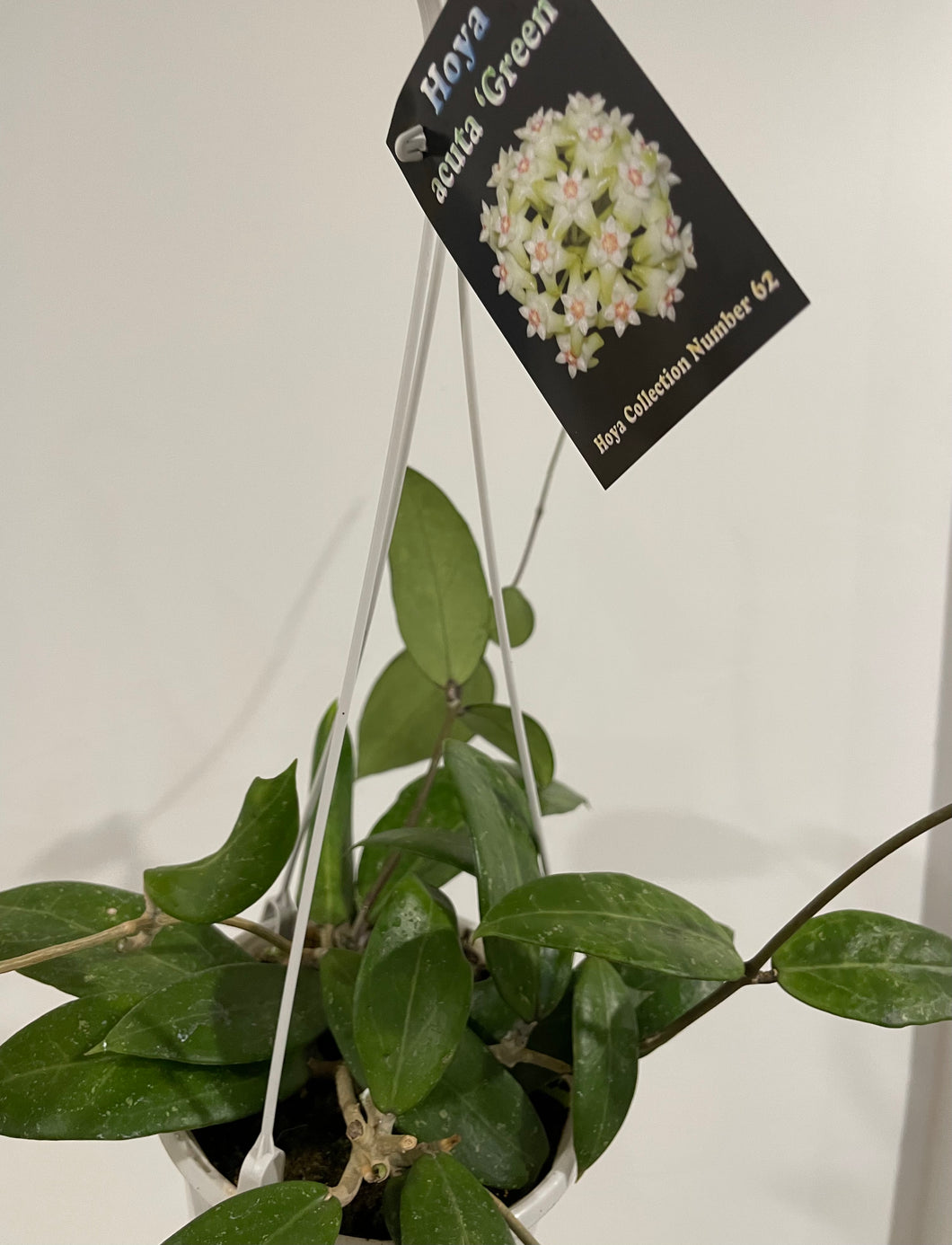 Hoya acuta green in 13cm pot