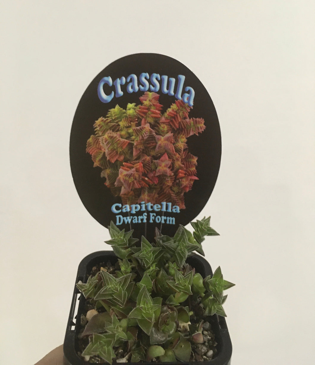 Crassula capitella dwarf form in 7cm pot