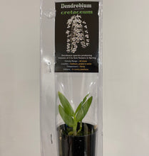 Load image into Gallery viewer, Mini Orchids - Dendrodium
