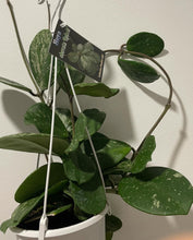 Load image into Gallery viewer, Hoya obovata splash in 13cm pot
