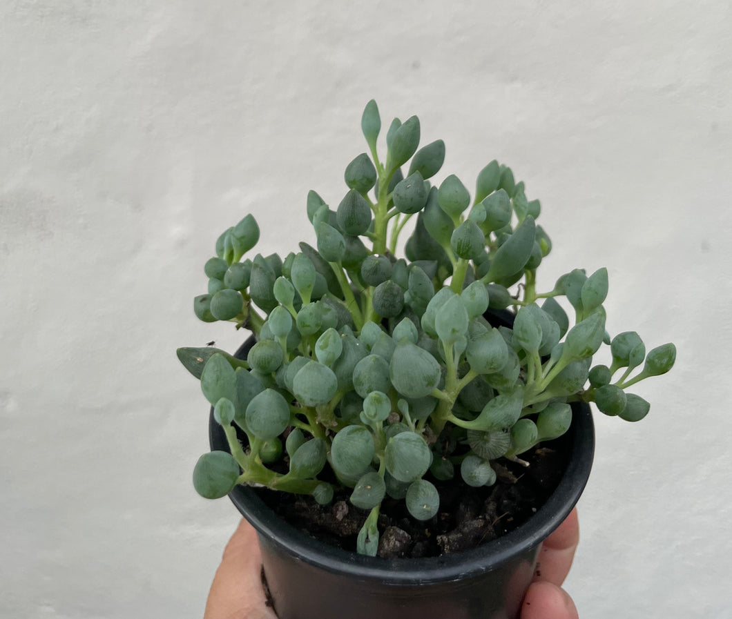 Senecio citriformis in 9cm pot