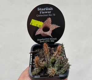 Starfish plant - Stapelianthus decaryii in 7cm pot