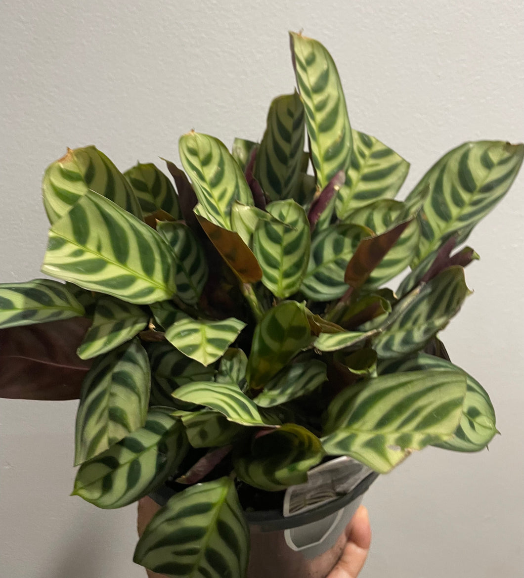 Calathea burle marx in 14cm pot