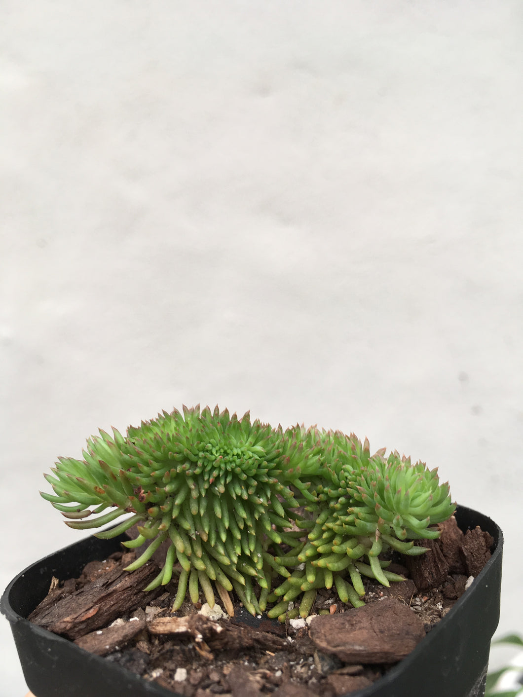 Sedum rupestre cristata in 7cm pot
