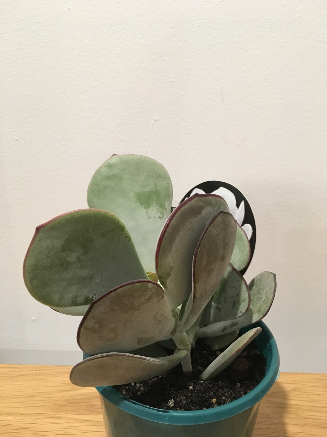 Cotyledon orbiculata in 13cm pot