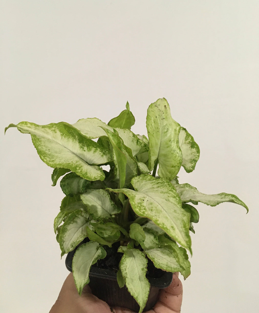 Syngonium three kings in 7.5cm pot