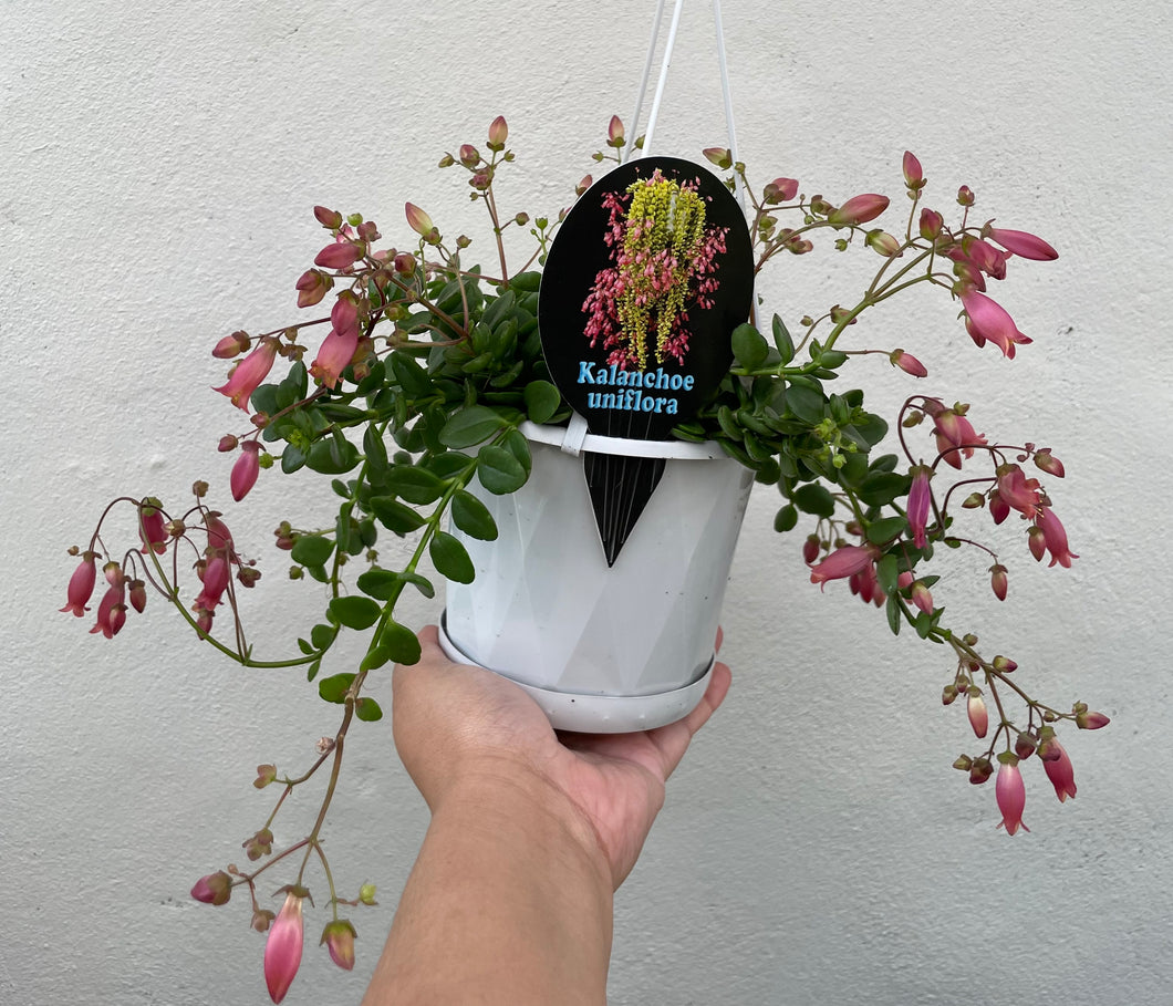 Kalanchoe uniflora in 13cm pot