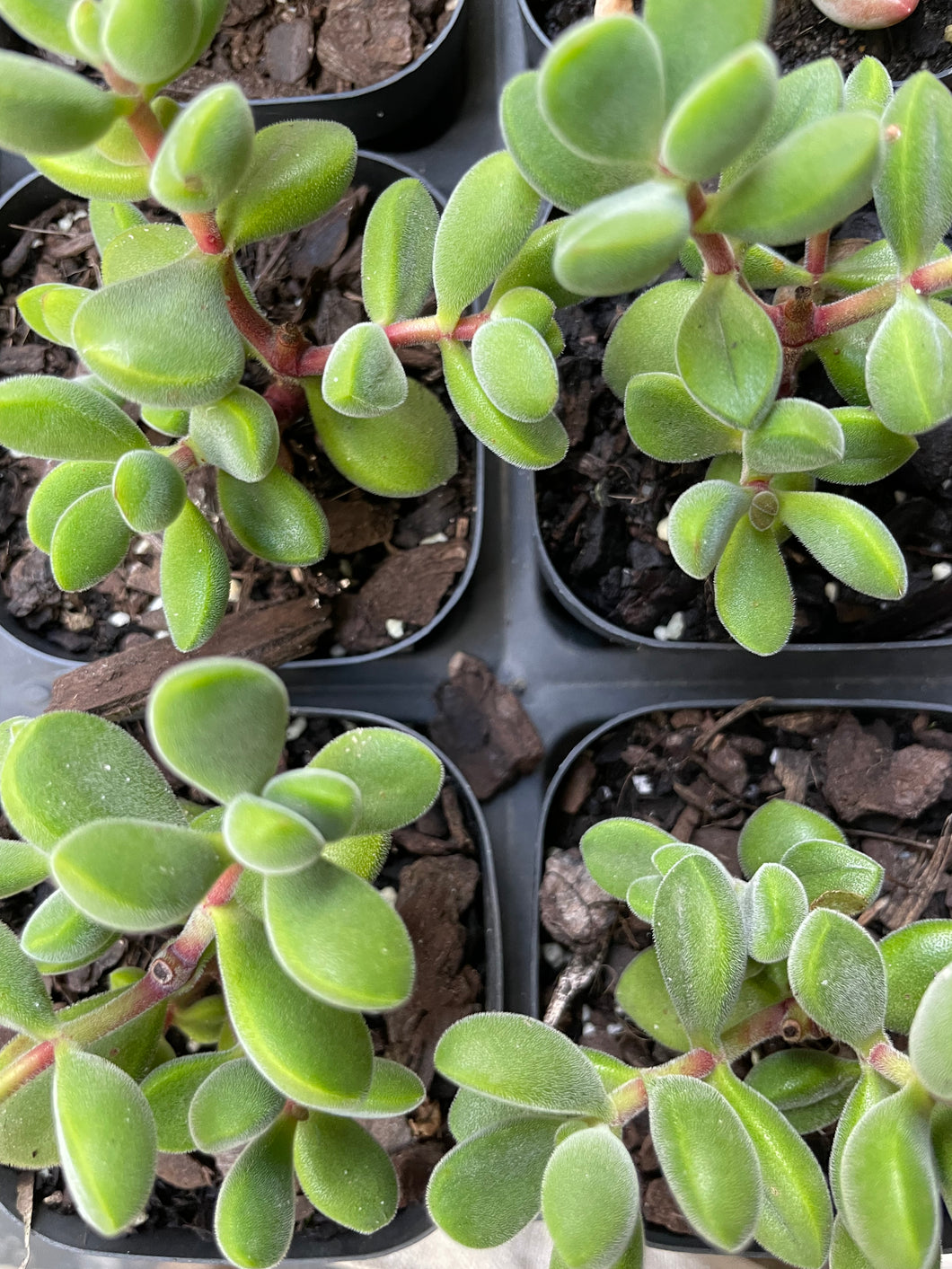 Crassula rogersii in 7cm pot