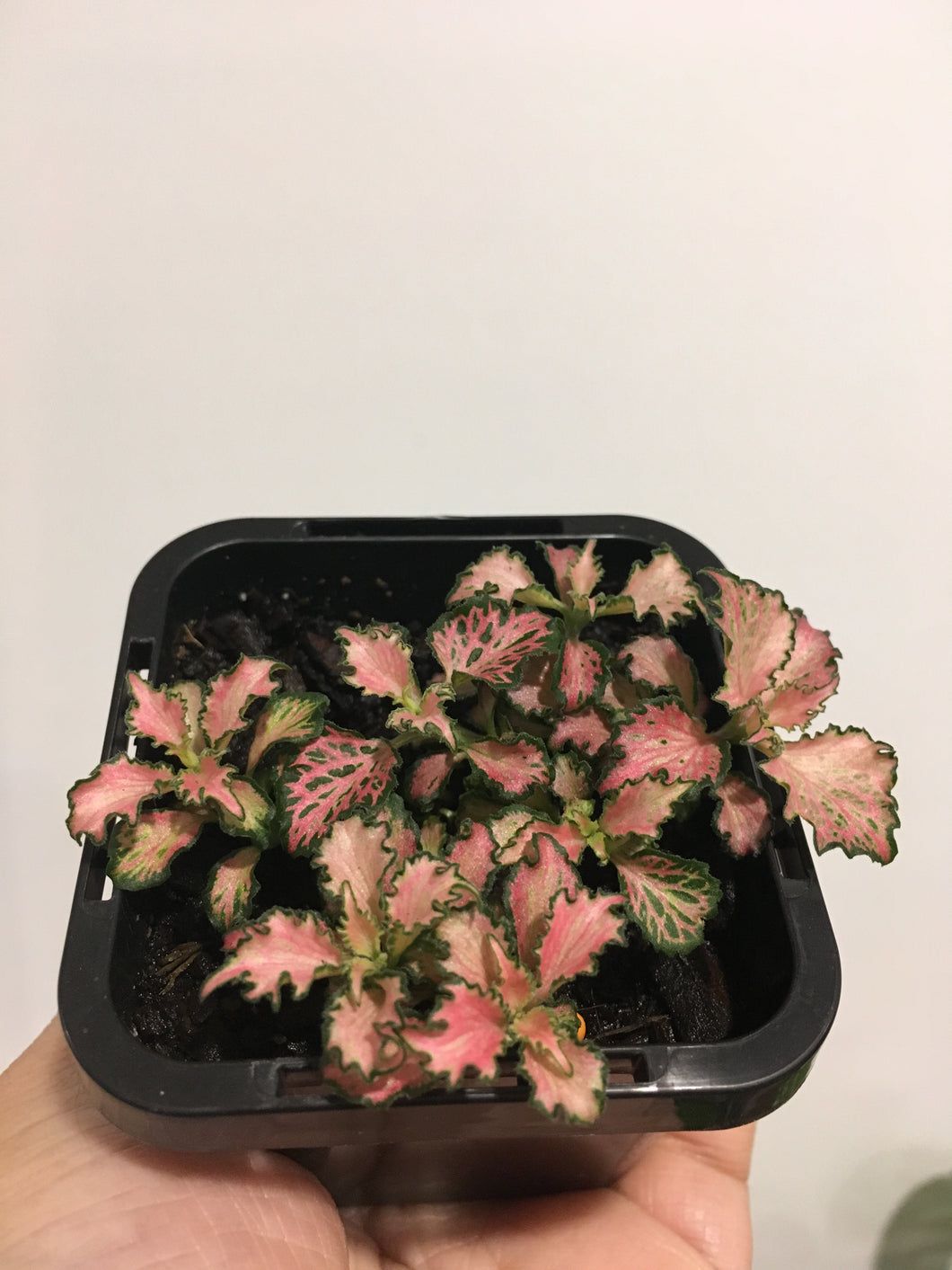 Fittonia Minima Pink in 7cm pot