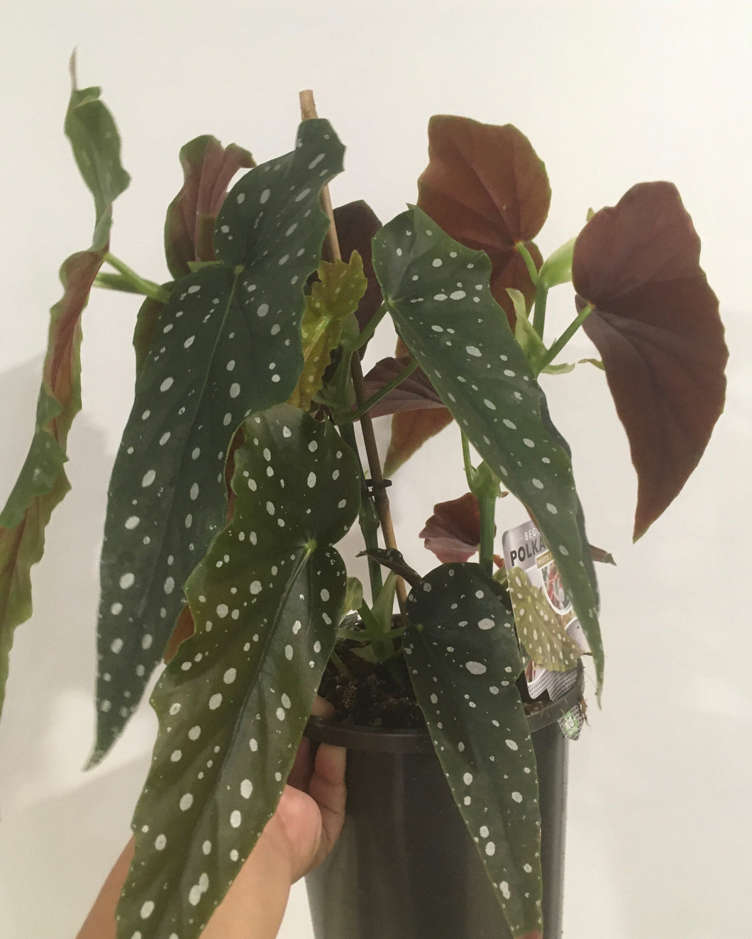 Begonia Maculata pink flower in 17cm nursery pot