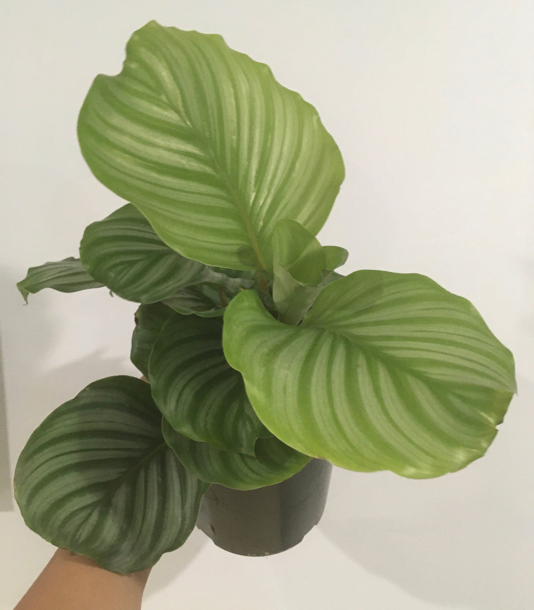 Calathea orbifolia in 17cm pot