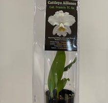 Load image into Gallery viewer, Mini Orchids - Cattleya
