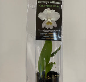Mini Orchids - Cattleya