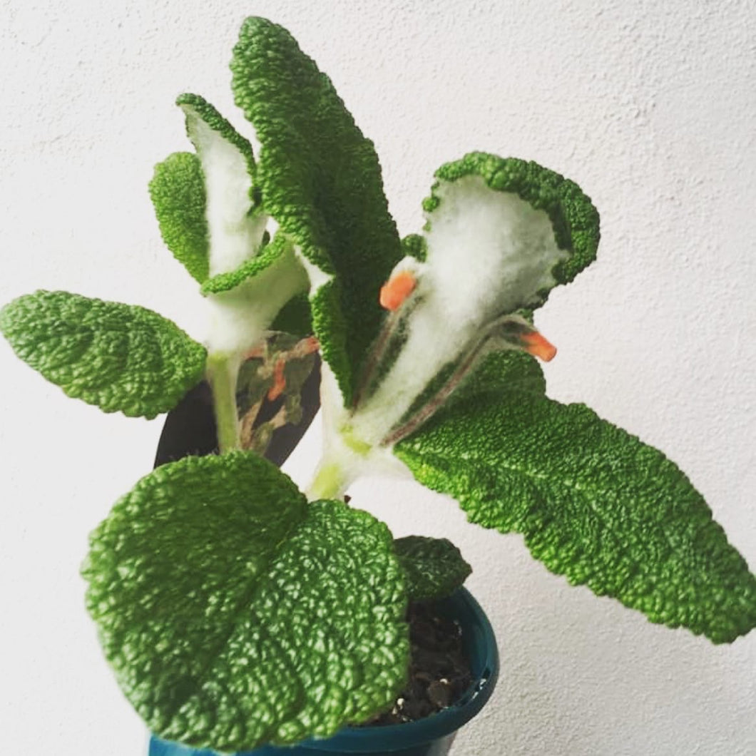 Sinningia bullata in 13cm pot