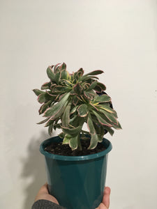 Aeonium Sunburst Cristata (crested) in 13cm pot