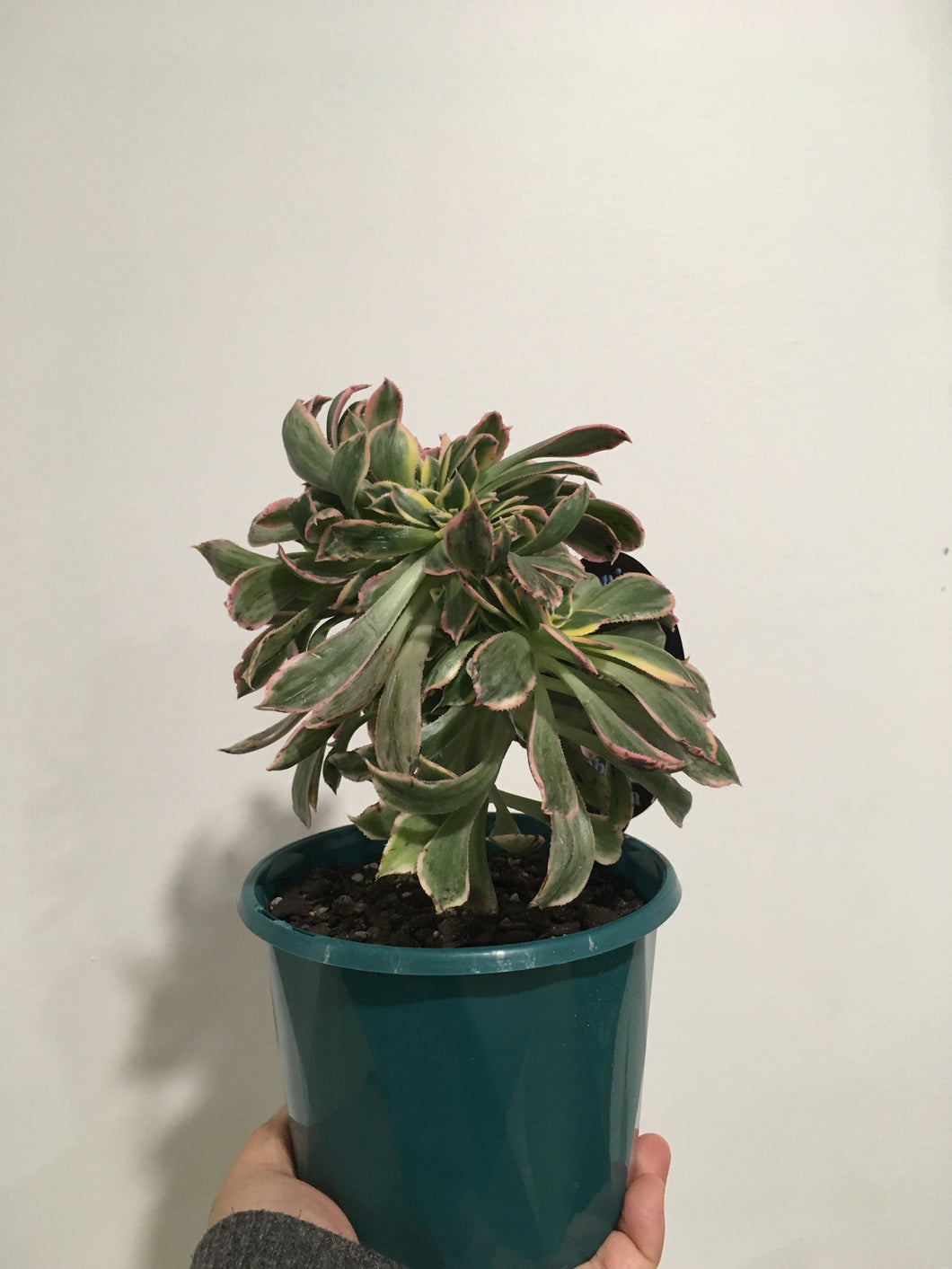 Aeonium Sunburst Cristata (crested) in 13cm pot