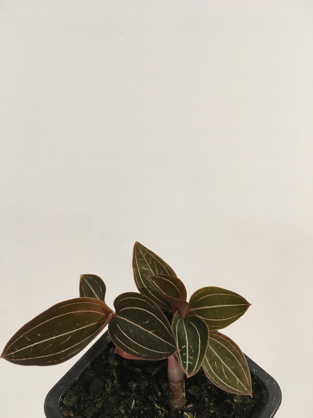Ludisia Discolor- jewel orchid in 7.5cm pot