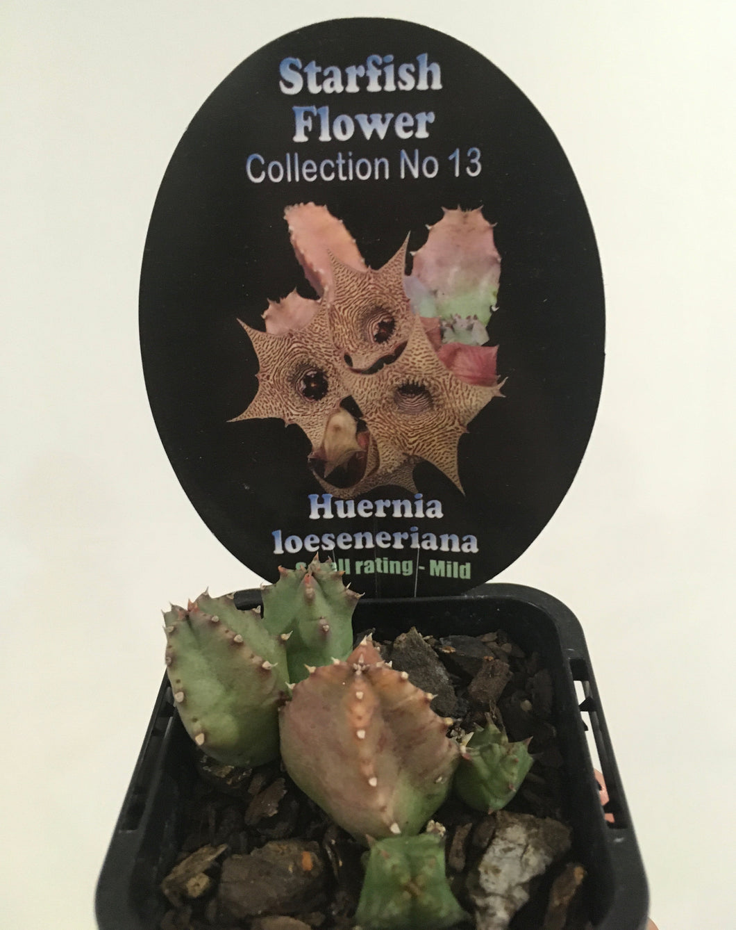 Starfish flower- Huernia loeseneriana in 7cm pot