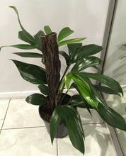 Load image into Gallery viewer, Raphidophora decursiva dragon tail totem in 20cm pot
